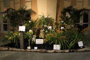 Display by S. B. Orchid Gardens & Library, Paul Gripp